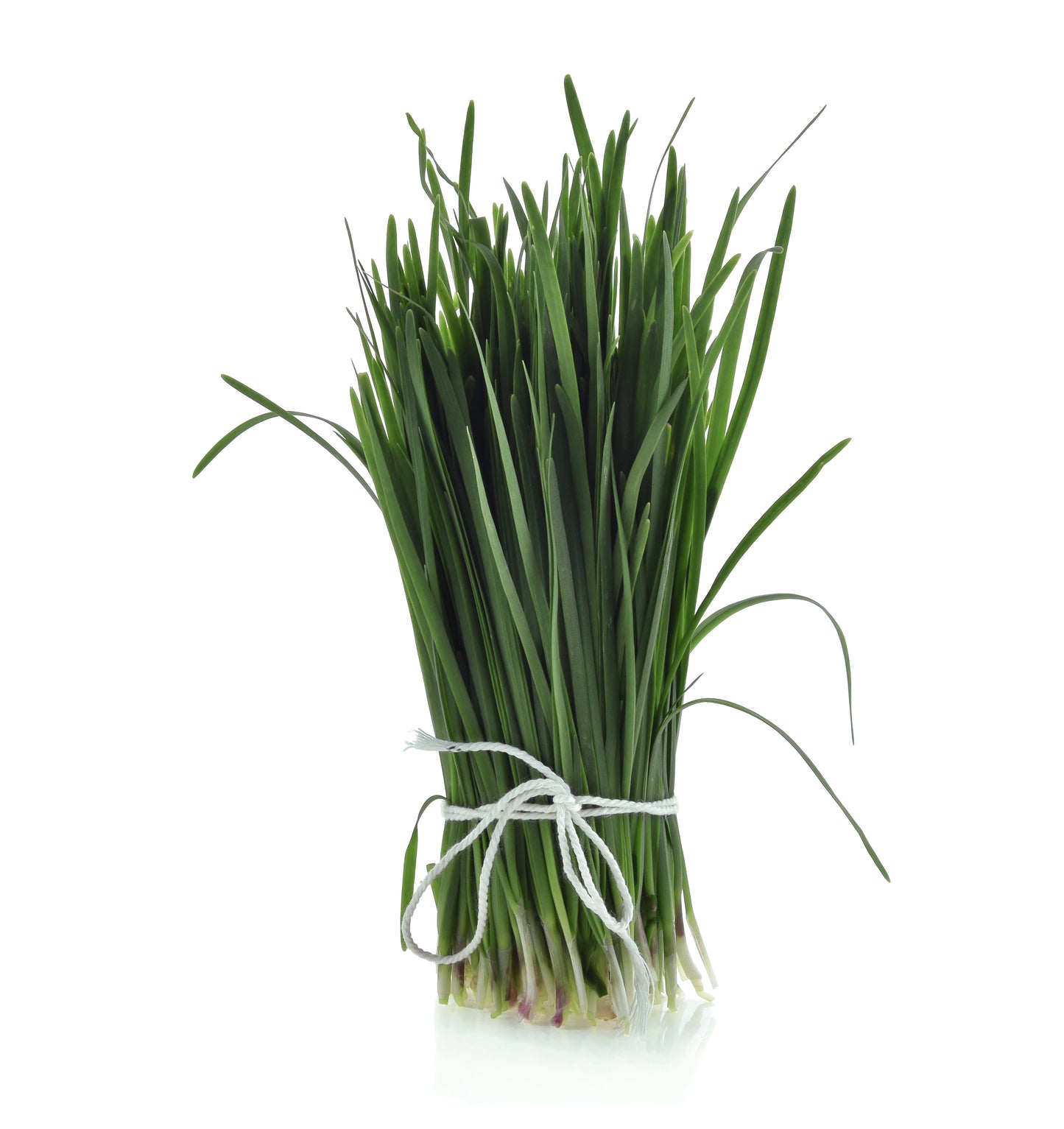 Frischer Schnittlauch mit feinen, saftig grünen Halmen und mild-würzigem, leicht zwiebelartigem Aroma – ideal zum Verfeinern von Suppen, Salaten und zahlreichen Gerichten.