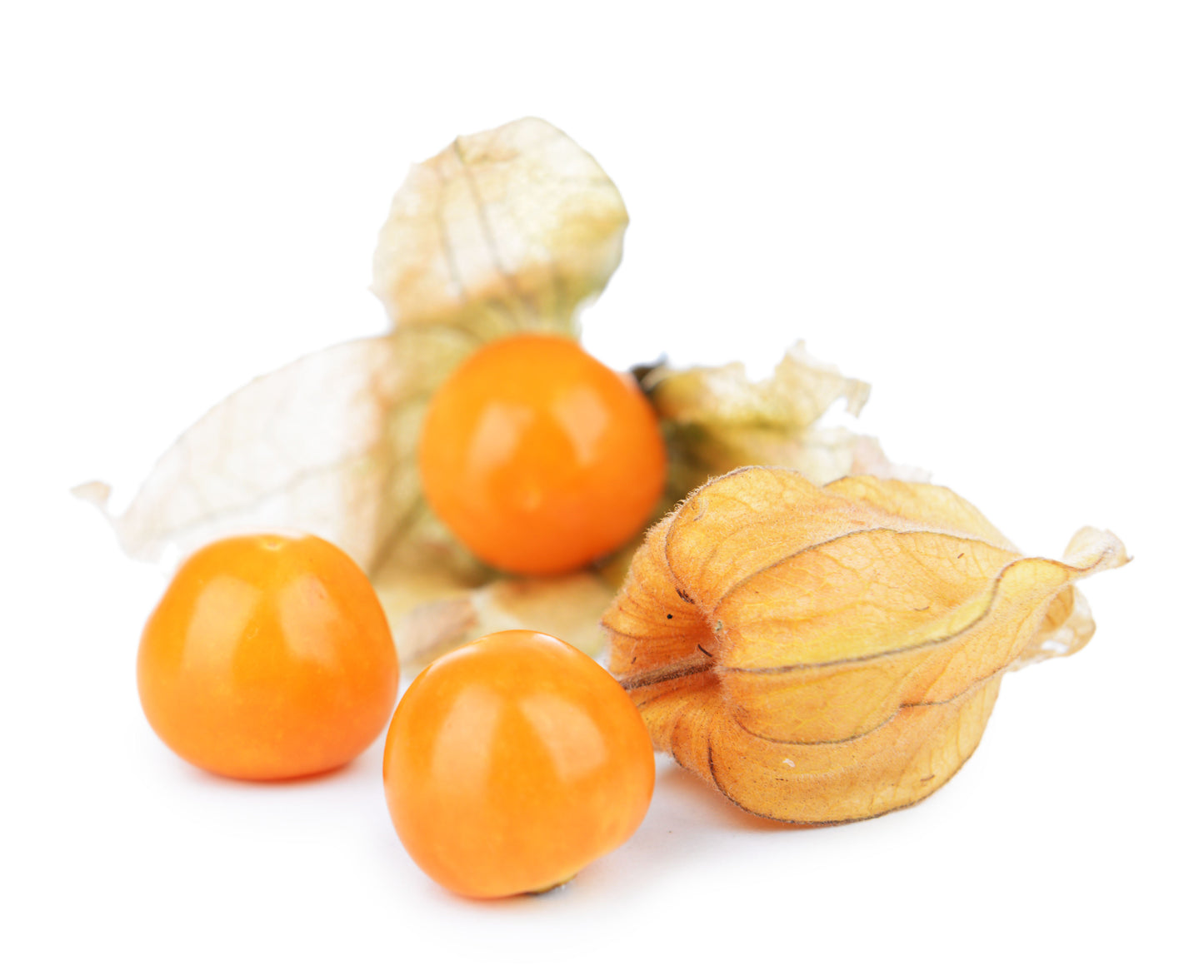 Physalis