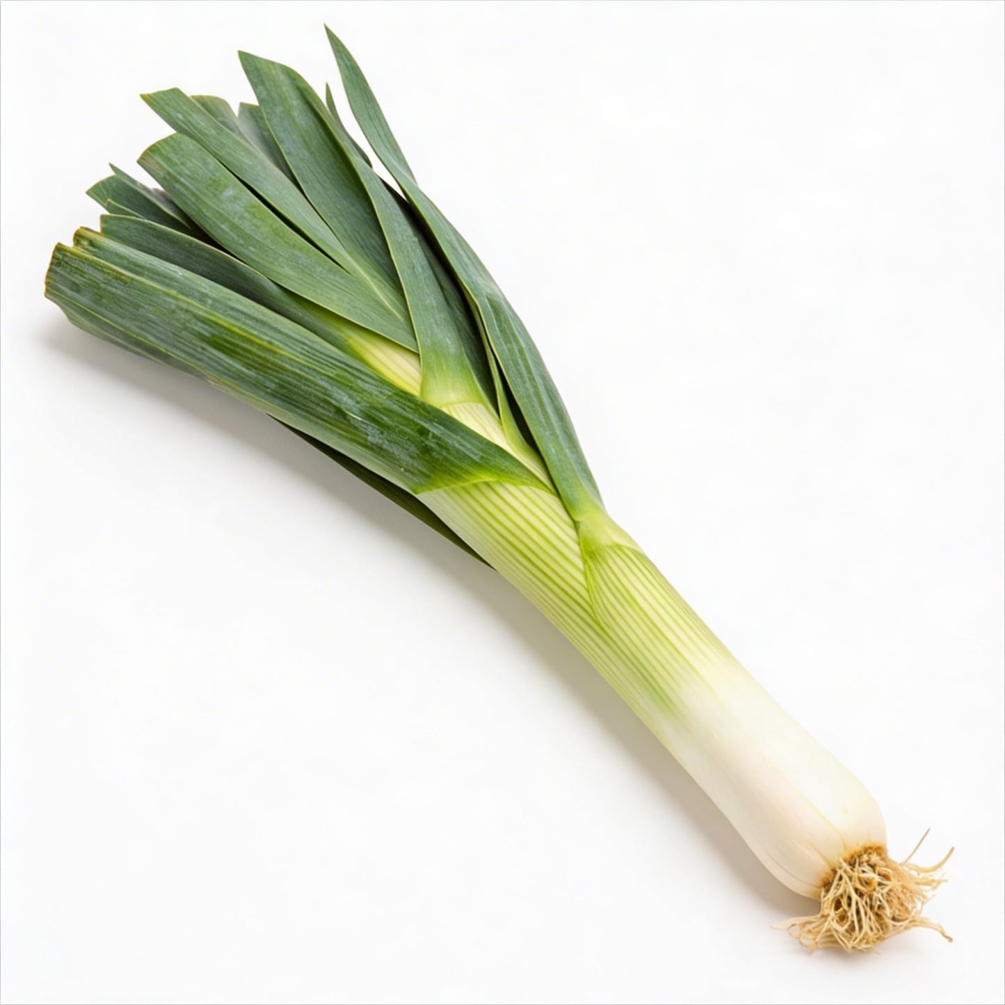 Porree frisch, Lauch mit weißem Schaft und grünen Blättern, mild und aromatisch, länglich und knackig, minimalistisch auf weißem Hintergrund