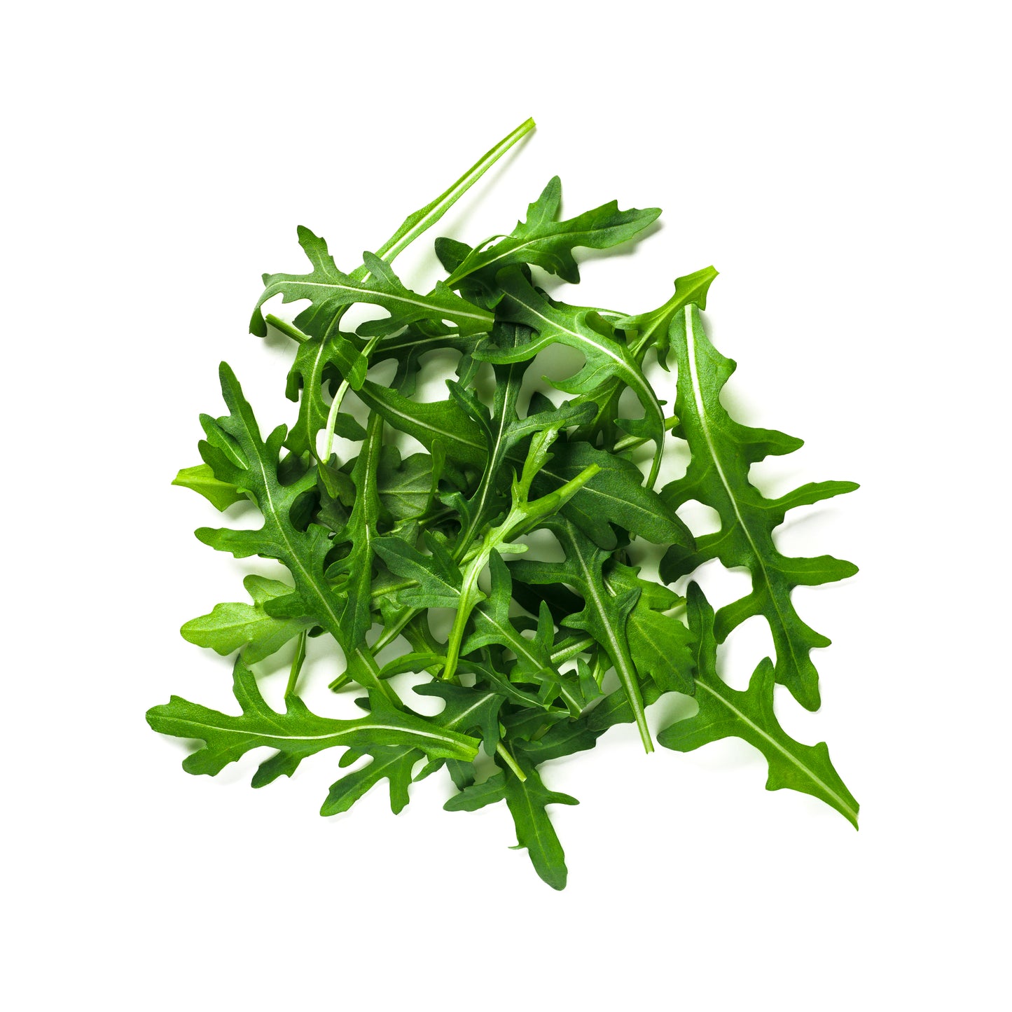 Frischer Rucola mit schmalen, gezackten, dunkelgrünen Blättern, locker angeordnet, mit leicht pfeffrigem Charakter und zarter, frischer Struktur.