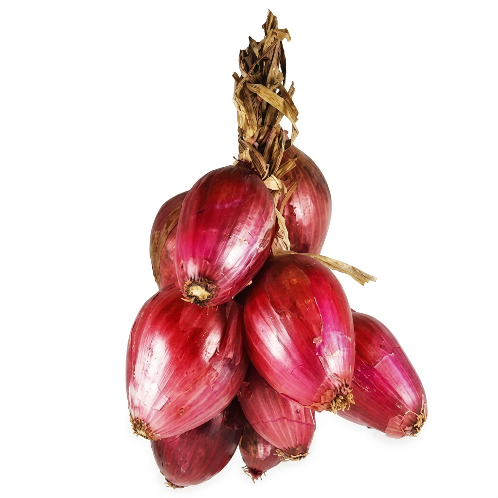 Rote Tropea Zwiebel frisch, längliche italienische Zwiebel, mild und süßlich, glänzende violette Schale, minimalistisch auf weißem Hintergrund