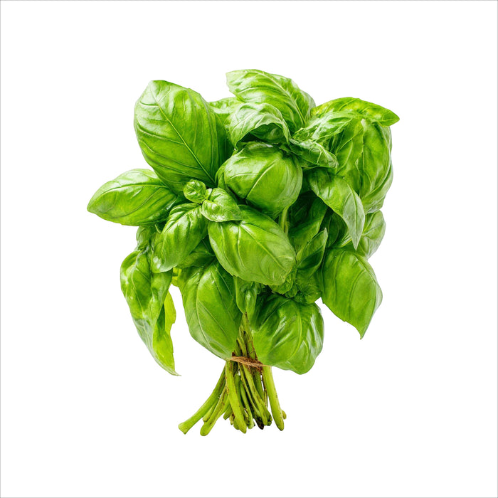 Frischer Basilikum mit zarten, grünen Blättern – intensiv aromatisch mit leicht süßlicher Note, ideal für Pasta, Tomaten, Pesto und mediterrane Küche