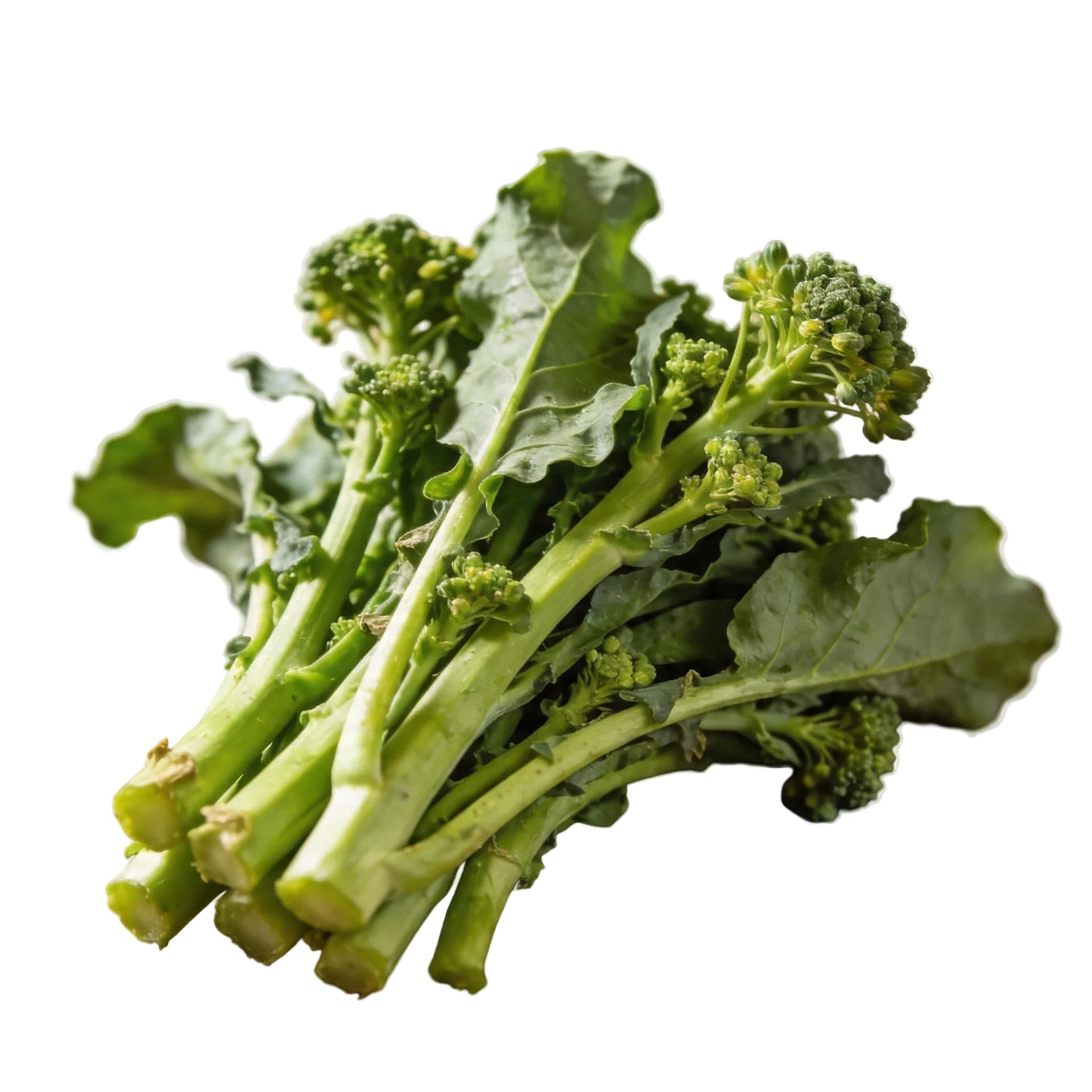 Frische Cime di Rapa mit zarten, grünen Blättern und kleinen Brokkoli-ähnlichen Röschen – leicht bitter, aromatisch und ideal für italienische Gerichte wie Pasta oder als Beilage