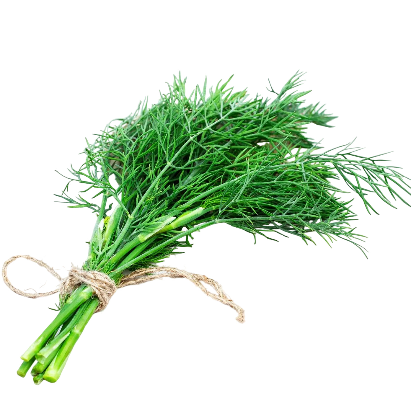 Frischer Dill mit feinen, aromatischen Spitzen und intensiv würzigem Geschmack – ideal für Fischgerichte, Salate und Saucen.