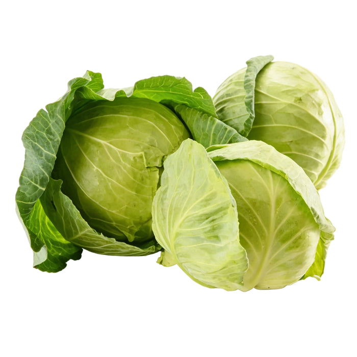 Jungkraut frisch, zarter Weißkohl, hellgrüne Blätter, locker und knackig, mild im Geschmack, minimalistisch auf weißem Hintergrund