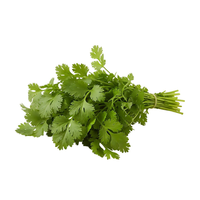 Frischer Koriander mit zarten, grünen Blättern – intensiv aromatisch mit leicht zitroniger Note, ideal für asiatische, mexikanische und orientalische Gerichte