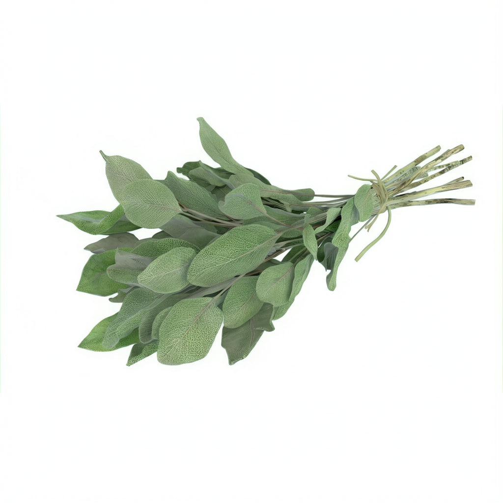 Frischer Salbei mit weichen, silbrig-grünen Blättern – intensiv würzig im Geschmack, ideal für Buttergerichte, Pasta, Fleisch und mediterrane Küche