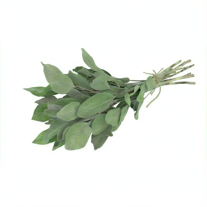 Frischer Salbei mit weichen, silbrig-grünen Blättern – intensiv würzig im Geschmack, ideal für Buttergerichte, Pasta, Fleisch und mediterrane Küche