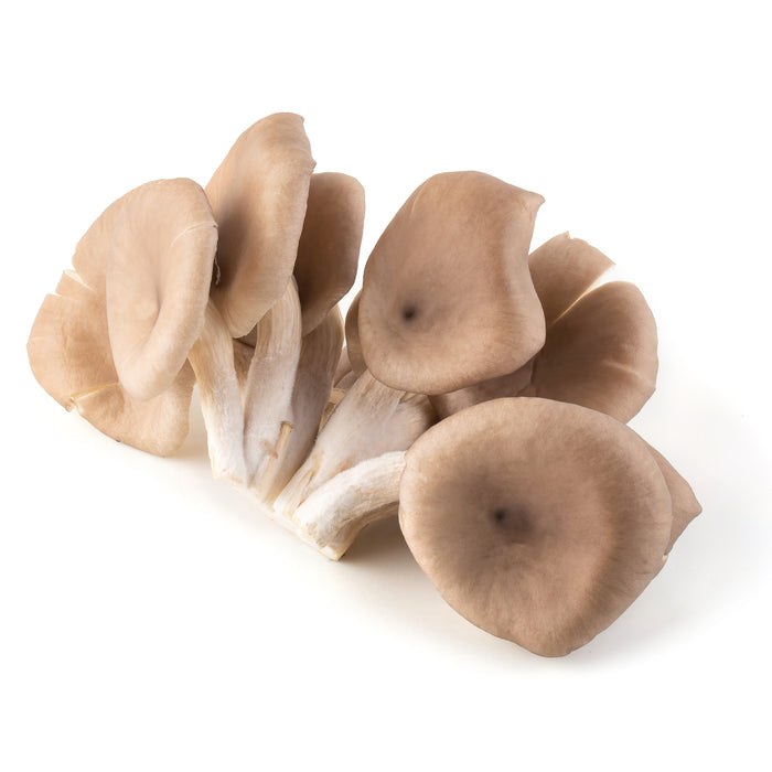 Frische Austernpilze mit fächerförmigen, hellgrau bis beige gefärbten Hüten und zarten, kurzen Stielen, locker geschichtet und natürlich gewachsen auf hellem Hintergrund präsentiert.