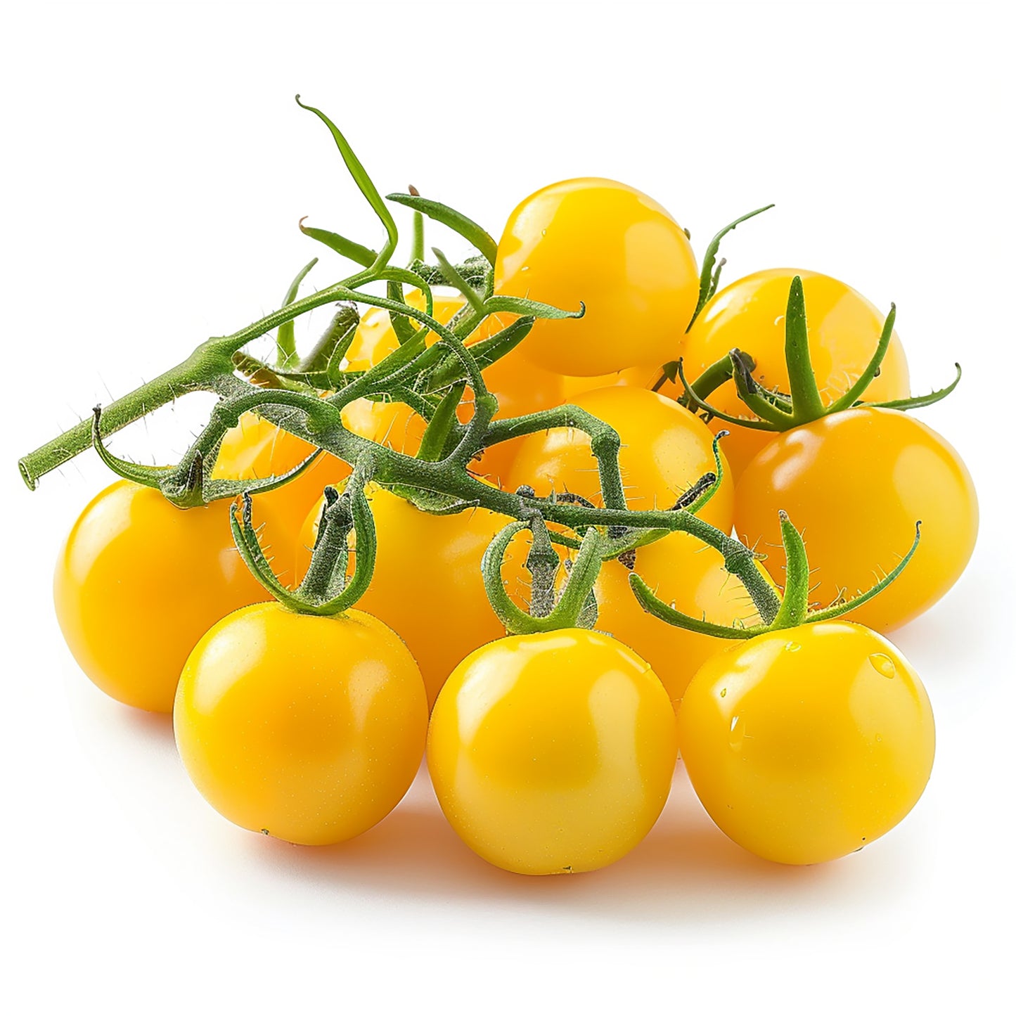 Sonnengereifte gelbe Cherry-Tomaten, klein und rund, mit glatter, glänzender Schale in warmem Goldgelb, dicht beieinander auf hellem Hintergrund arrangiert.