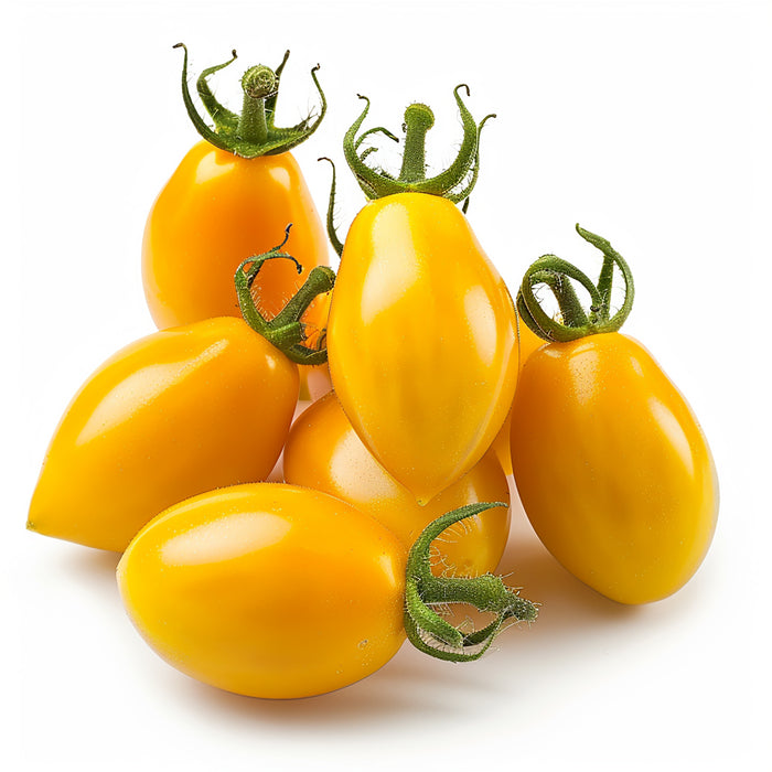 Sonnengereifte gelbe Cherry-Tomaten, klein und rund, mit glatter, glänzender Schale in warmem Goldgelb, dicht beieinander auf hellem Hintergrund arrangiert.