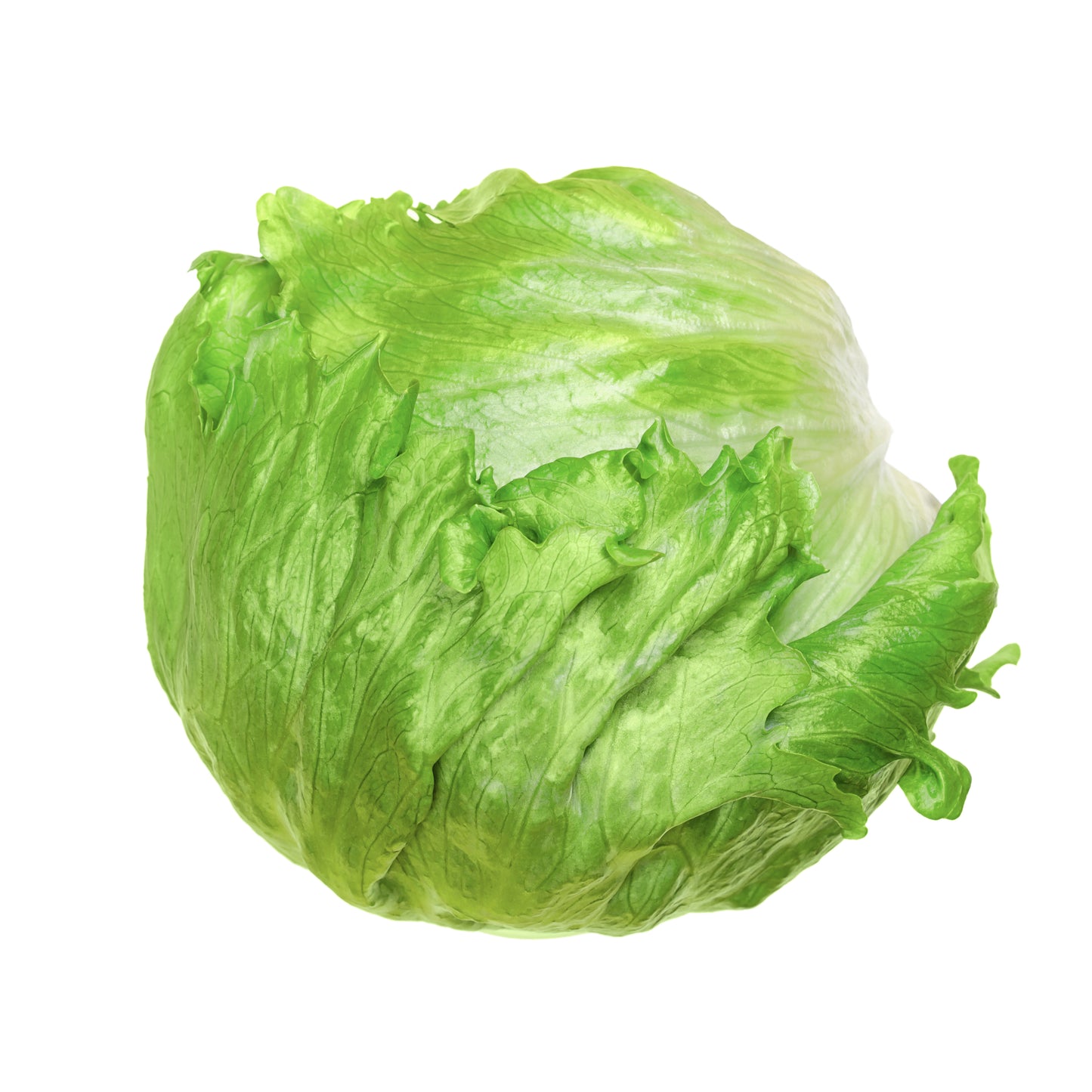 Frischer Eisbergsalat mit knackigen, saftigen Blättern und mildem Geschmack – ideal für Salate, Burger oder als frische Beilage.