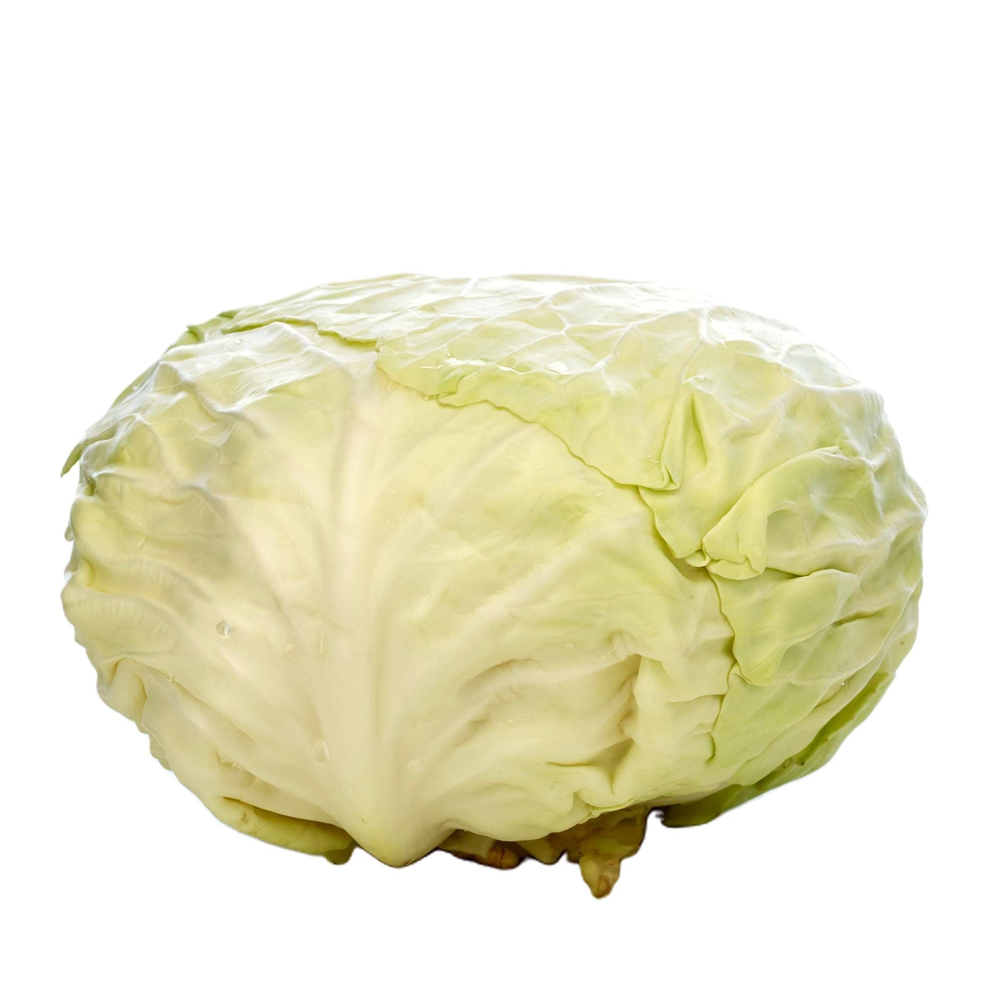 Flachkraut frisch, flacher Weißkohl, hellgrüne Blätter, zart und knackig, kompakt und mild, minimalistisch auf weißem Hintergrund