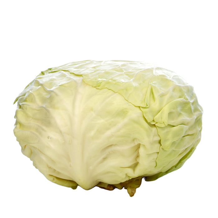 Flachkraut frisch, flacher Weißkohl, hellgrüne Blätter, zart und knackig, kompakt und mild, minimalistisch auf weißem Hintergrund