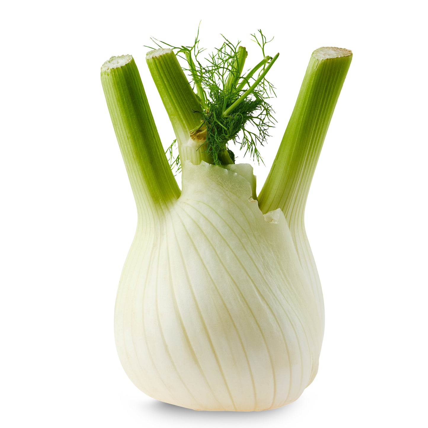 Fenchel