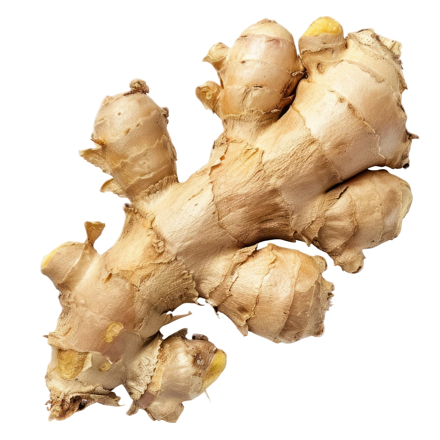 Frischer Ingwer mit hellbrauner, leicht rauer Schale und saftig gelbem Inneren – aromatisch-scharf, ideal für Tee, asiatische Gerichte und gesunde Küche