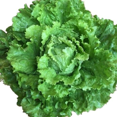 Grazer Salat mit locker gewachsenen, zarten Blättern in hellgrün bis rötlichen Tönen, weich und frisch, mit natürlicher, luftiger Struktur auf hellem Hintergrund präsentiert.