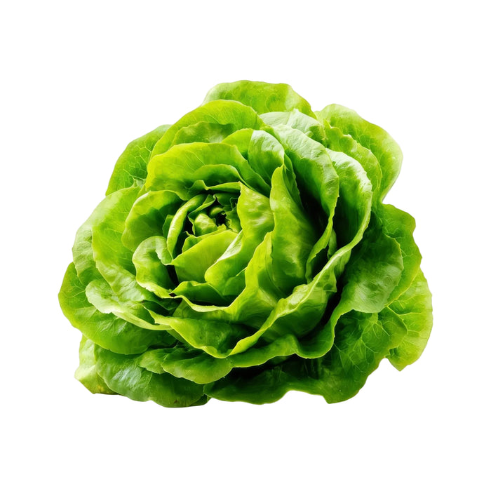 Frischer Kopfsalat mit dicht geschichtetem, rundem Kopf und zarten, hellgrünen Blättern, weich und saftig, auf hellem Hintergrund präsentiert.