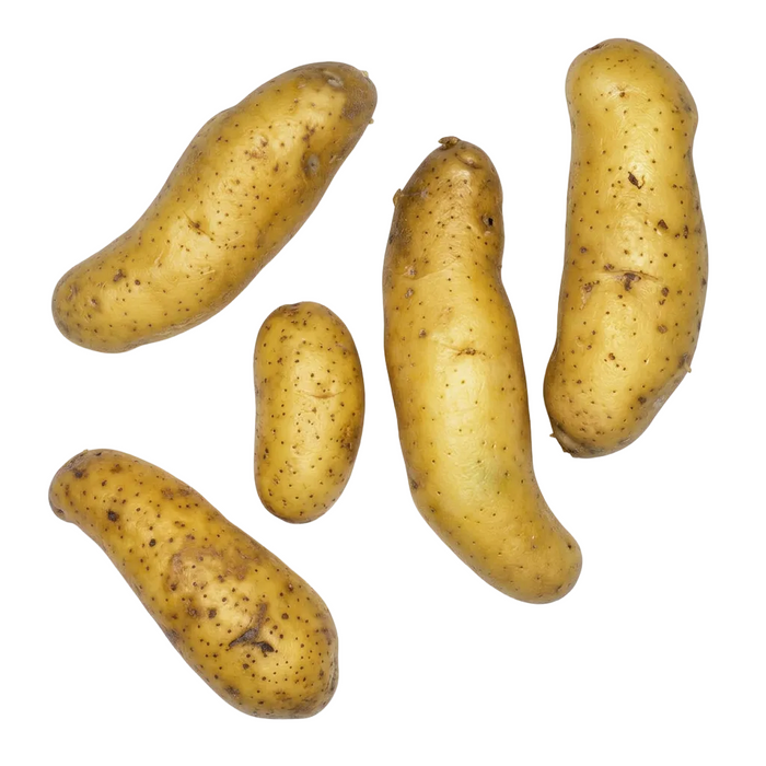La Ratte Kartoffeln frisch, kleine längliche Gourmetkartoffeln, feine Schale und festkochend, nussig im Geschmack, minimalistisch auf weißem Hintergrund