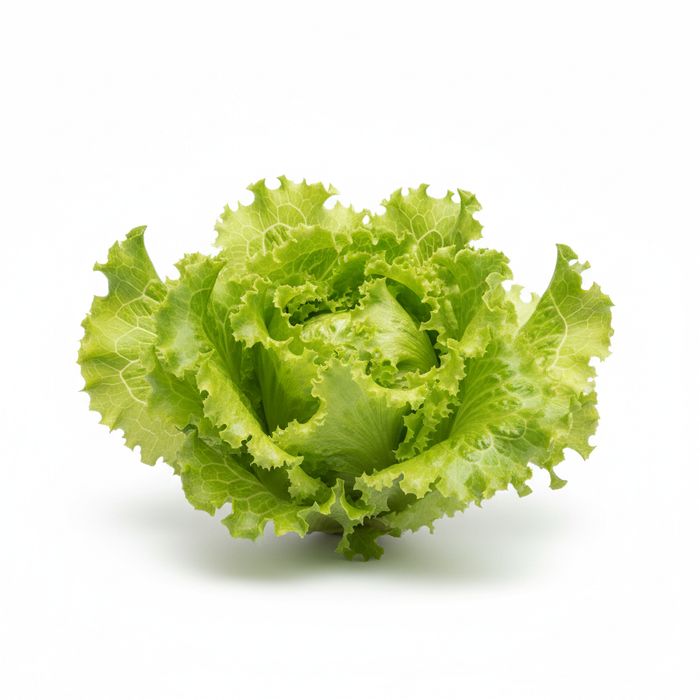 Lollo Bionda Salat mit locker gekräuselten, hellgrünen Blättern, voluminös und frisch, mit zarter, luftiger Struktur auf hellem Hintergrund präsentiert.