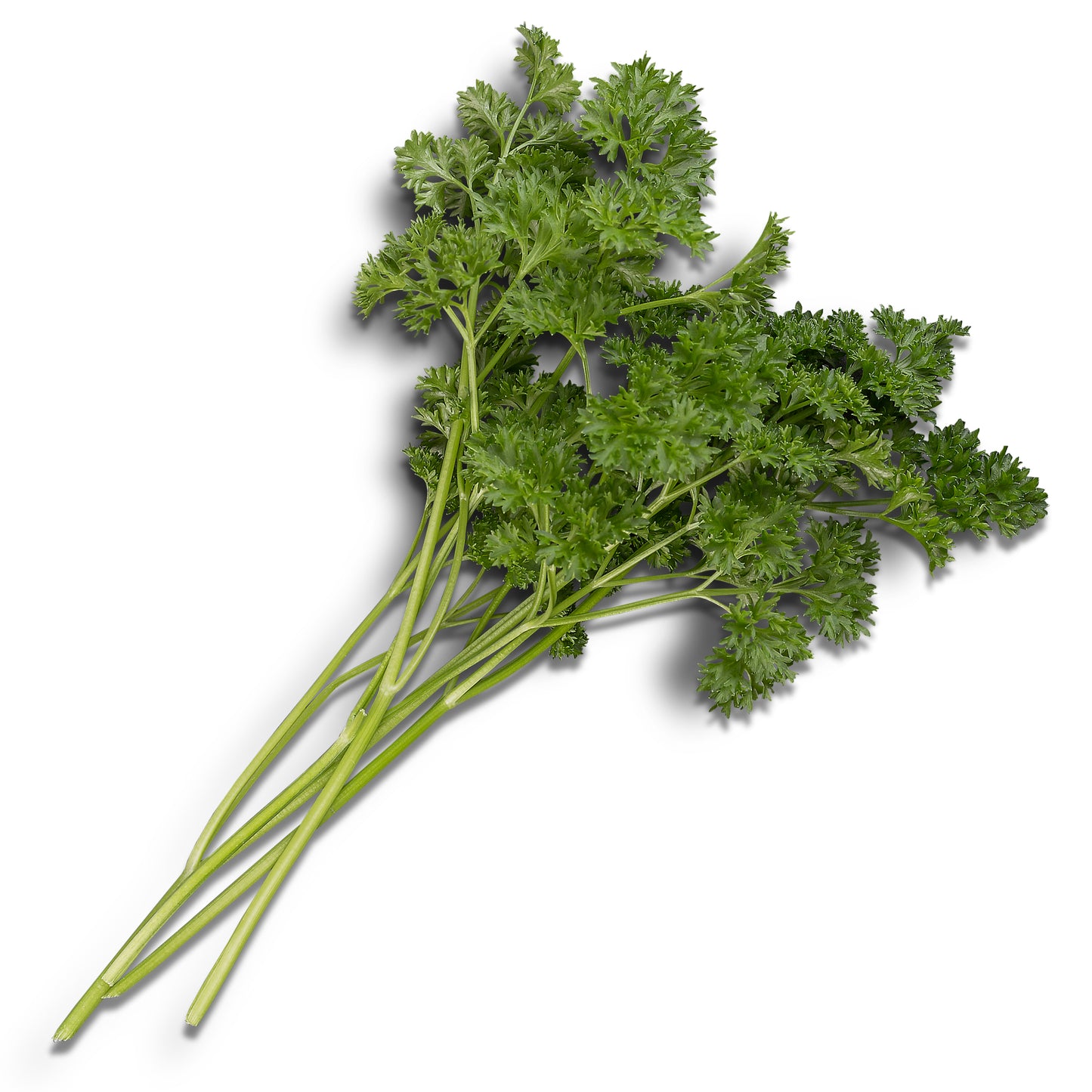 Krause Petersilie frisch, dicht gekrauste dunkelgrüne Blätter, aromatisch und dekorativ, Bündel auf weißem Hintergrund