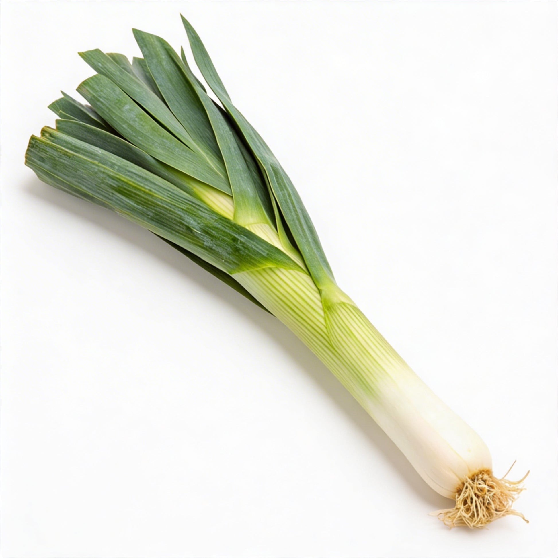Porree frisch, Lauch mit weißem Schaft und grünen Blättern, mild und aromatisch, länglich und knackig, minimalistisch auf weißem Hintergrund
