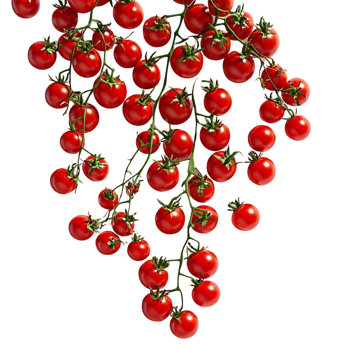 Red Pearl Tomaten