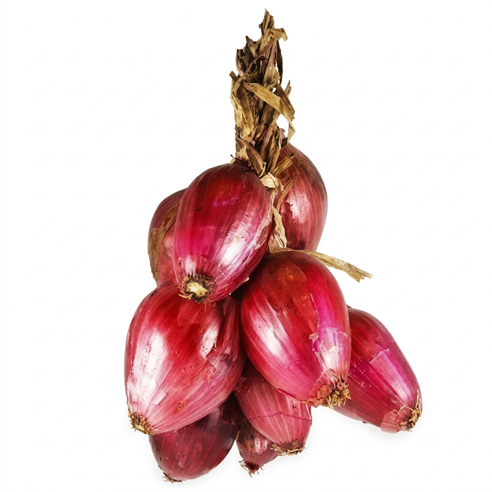 Rote Tropea Zwiebel frisch, längliche italienische Zwiebel, mild und süßlich, glänzende violette Schale, minimalistisch auf weißem Hintergrund