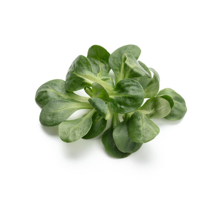 Frischer Vogerlsalat (Feldsalat) mit kleinen, zarten, dunkelgrünen Blättern, locker in einer Schale angerichtet, sauber gewaschen und bereit für den direkten Verzehr.